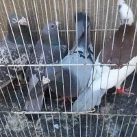 ۴نر کفتر فروشی