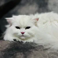 دوعدد گربه نر عقیم شده