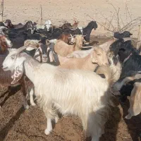 فروش گله بز داشتی کهره دار