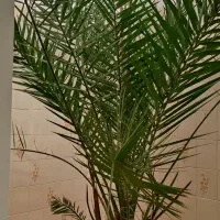 گل نخل بزرگ|گل و گیاه طبیعی|ایلخچی, |دیوار