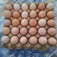 تخم مرغ محلی اصل