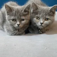 گربه طوسی اصیل|گربه|آمل, |دیوار