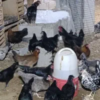 مرغ و خروس|حیوانات مزرعه|آبپخش, |دیوار