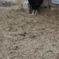 مرغ و خروس