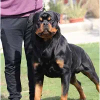 روتوایلر پوزه دلقکی اروپایی