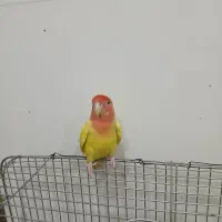 طوطی برزیلی|پرنده|شبانکاره, |دیوار