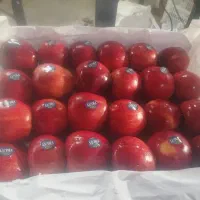 کار در سرد خانه