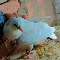 ساده ماده امری|پرنده|گنبد کاووس, |دیوار