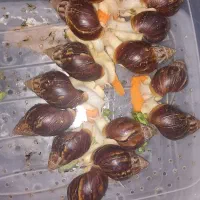 تعدادی حلزون کلاژن ساز ۶ و ۷ سانتی به فروش میرسد|خزنده|کرج, حسینآباد|دیوار