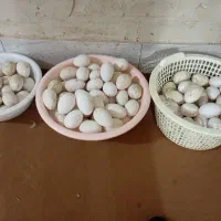تخم نطفه دار غاز و غاز قوغاز