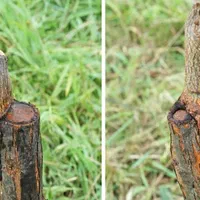 پیوند زنی درخت گردو به صورت تخصصی وحرفه ای|خدمات باغبانی و درختکاری|نجفآباد, شیخ بهایی|دیوار