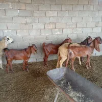 چهار تا بز نر ودوتا میش|حیوانات مزرعه|شوشتر, |دیوار
