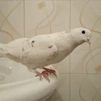 کبوتر فروشی