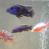 ماهی سیچلاید