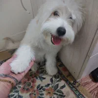 واگذاری سگ باتمام وسایل بدلیل جابجایی