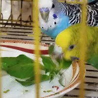 عروس هلندی و مرغ عشق|پرنده|آبادان, |دیوار