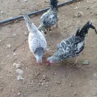 مرغ خروس مینیاتوری