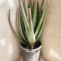 گیاه هزار خاصیت
