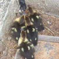 ۴روزه ۴تا اسراییلی