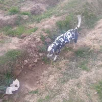 سگ شکاری|سگ|نیشابور, ریوند|دیوار