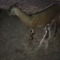 فروش گوسفند|حیوانات مزرعه|جناح, |دیوار