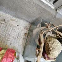 آکواریوم شیشه خم