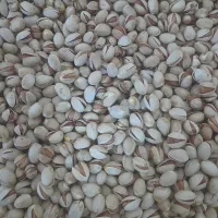 پسته فندقی مستقیم از کشاورز خرید نما یید|خوردنی و آشامیدنی|مشهد, سرافرازان|دیوار