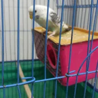 مرغ عشق مولد با تخم