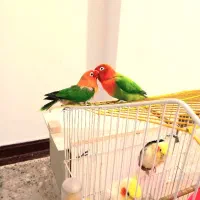 یک جفت طوطی برزیلی نر و ماده