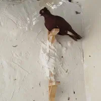 30عدد جوجه سینه سیاه و سینه سرخ|پرنده|اوز, |دیوار