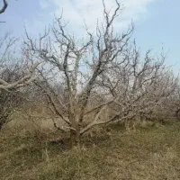 هرس کاری|خدمات باغبانی و درختکاری|ارومیه, |دیوار