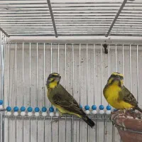 یاسمین،سهره،قناری،مینا،هزار