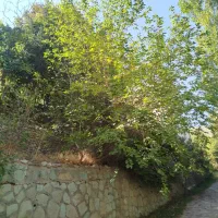 زمین باغ|فروش خانه و ویلا|تلو, |دیوار