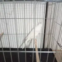 قناری رسمی بلند قرص بخون مست مست