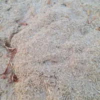 کاه گلرنگ