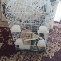 قفس پرنده|لوازم جانبی حیوانات|تربتحیدریه, شهرک ولیعصر|دیوار