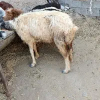 میش و بز