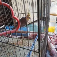 یک عدد عروس پاریس نره برای فروشی|پرنده|کارون, |دیوار