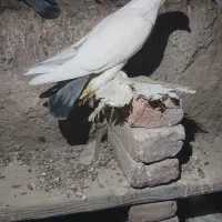 کبوتر توهلو