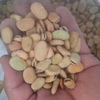 باقله وگندم زرانگوش|خدمات باغبانی و درختکاری|هندمینی, |دیوار
