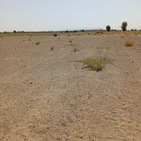 زمین کشاورزی. جهت کشت. پیاز و گوجه شراکتی