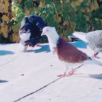 کبوتر پرشی|پرنده|بافت, |دیوار