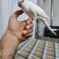 طوطی راهب مولد