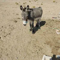 نر خر فروشی|حیوانات مزرعه|سده (خراسان جنوبی), |دیوار