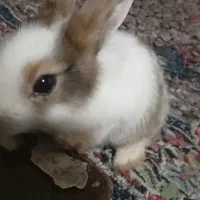 خرگوش