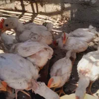 جوجه|حیوانات مزرعه|جیرفت, |دیوار