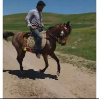 مادیان کرد ۸ساله