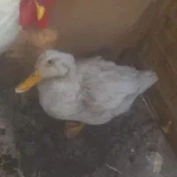 خروس اردک تخم گذار مرغ فروشی|حیوانات مزرعه|شاهرود, |دیوار