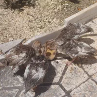 جوجه بوقلمون ۶۰۰