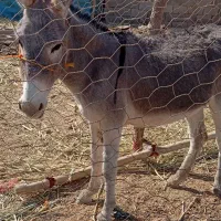 الاغ ماده|حیوانات مزرعه|ارزوئیه, |دیوار